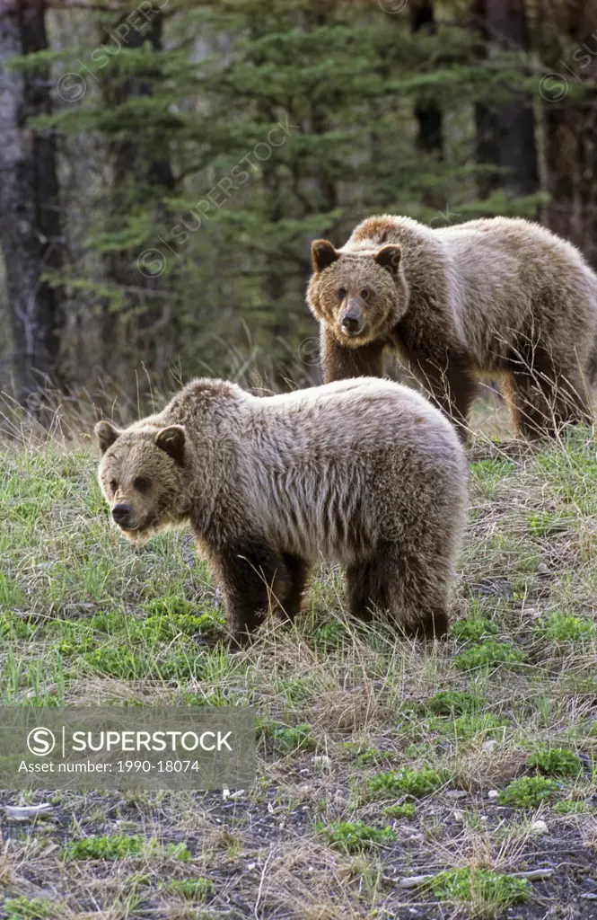 Two juvenile grizzly bears foraging on fresh clover on a sparsely covered hill side in northern Alberta Canada.