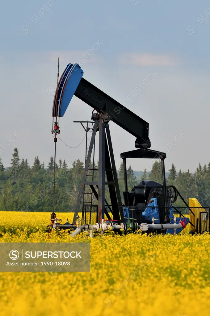 An image of an industrial pump jack pumping crude oil in a farm field of yellow canola in Alberta Canada