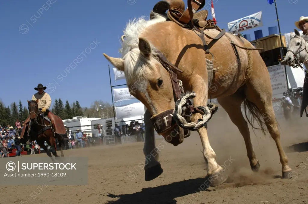 A saddle bronc bucking at a western rodeo competition in Alberta Canada.