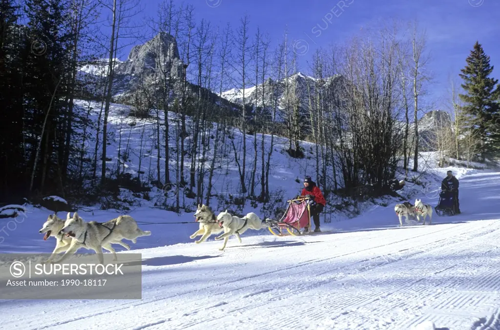 A dog sled race team running on a well packed trail at the nordic center in Canmore Alberta.