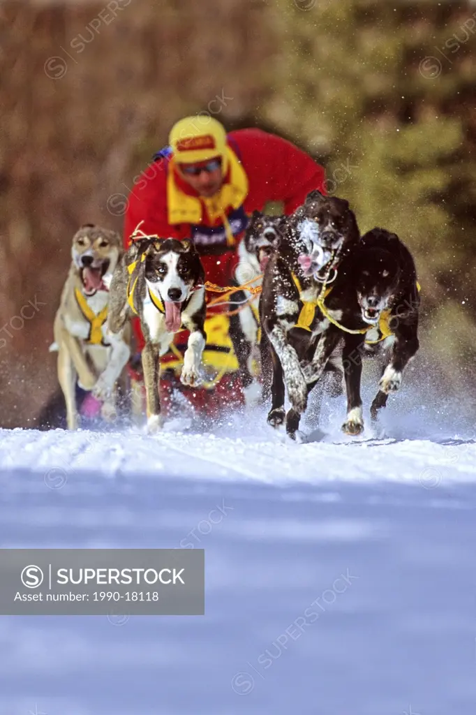 A dog sled race team topping a hill with agressive attitude and motion