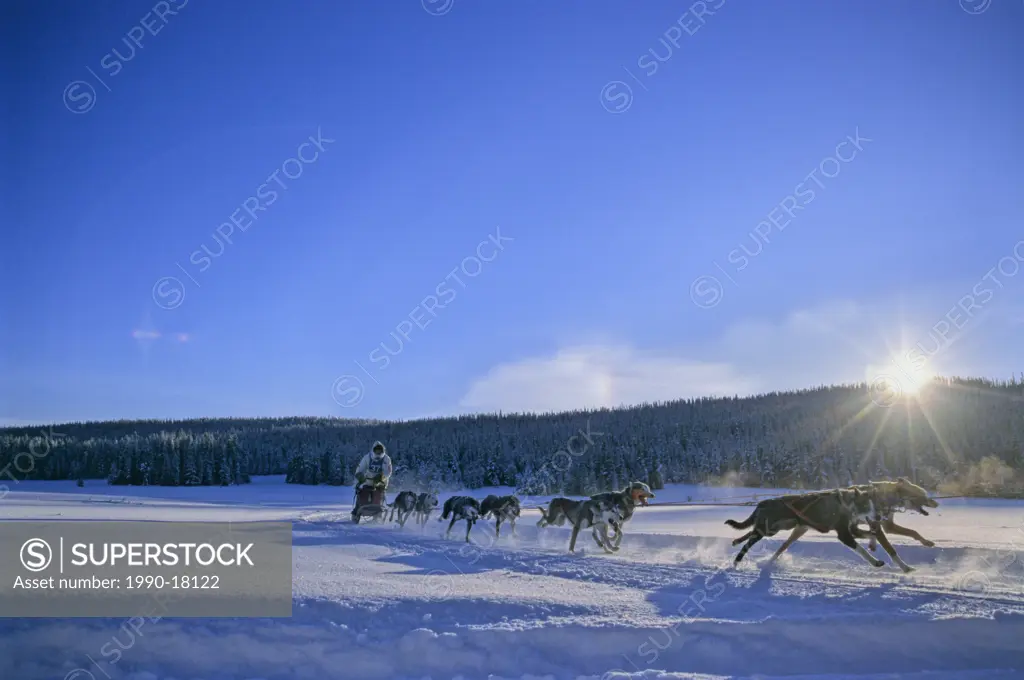 An image of a sled dog race team mushing on a seculded flat section of the snow covered race track backlit by the low sun in nothhern British Columbia...