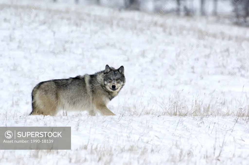 A wild adult Timber Wolf stopping for a look before hurring on his way through the deep fresh snow in Jasper National Park.