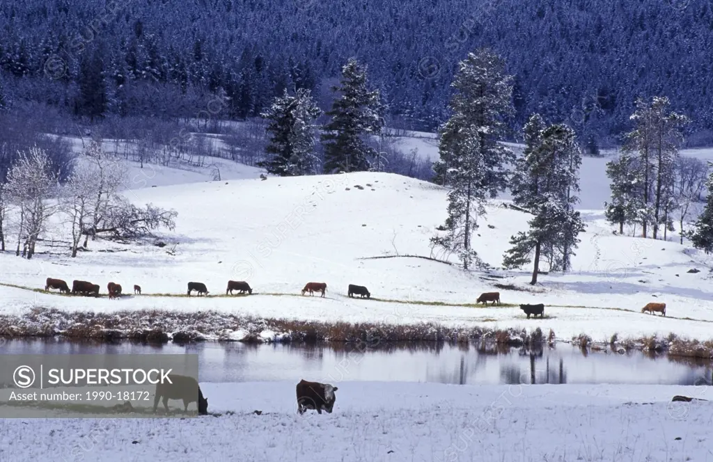 Winter cattle feeding after heavy snow, 150 Mile House, Cariboo Region, British Columbia, Canada