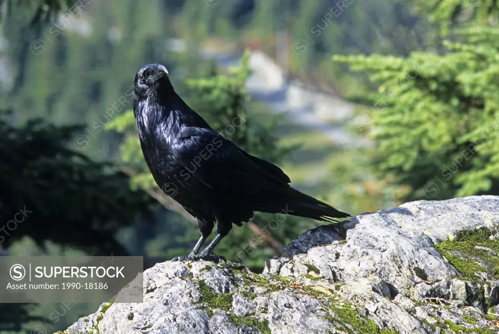 Common raven Corvus corax, Hollyburn Mountain, Cypress Provincial Park, West Vancouver, Briritsh Columbia, Canada