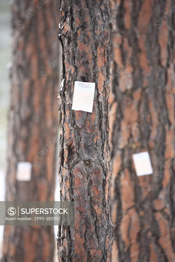 Pheromone ´Verbenone´ attached to pine trees in Skihist Provincial Park, Thompson Region, BC.