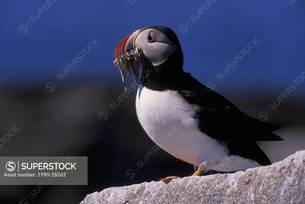Atlantic Puffin holding fish in its mouth, Fratercula arctica, Machias Seal Island, Bay of Fundy, New Brunswick, Canada