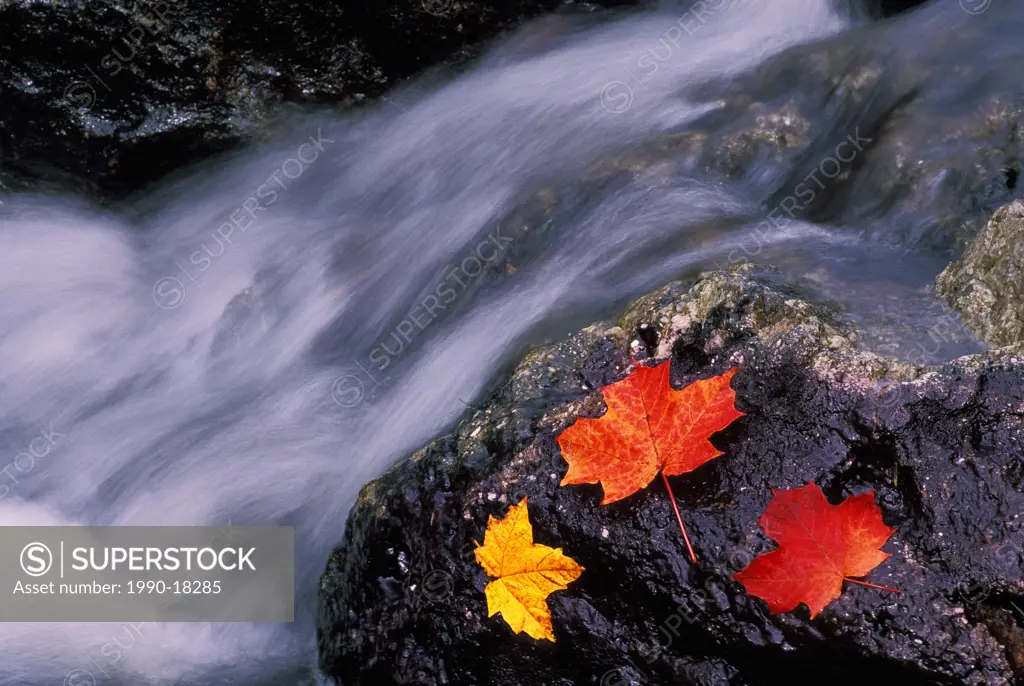 Waterfalls and maple leaves in autumn, Gatineau Park, Quebec, Canada