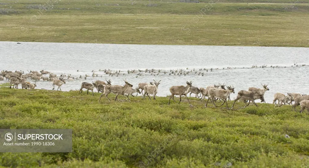 Barren_ground Caribou Migration, Rangifer tarandus groenlandicus, Bathurst/Beverly Herd. Barrenlands, NWT, Canada