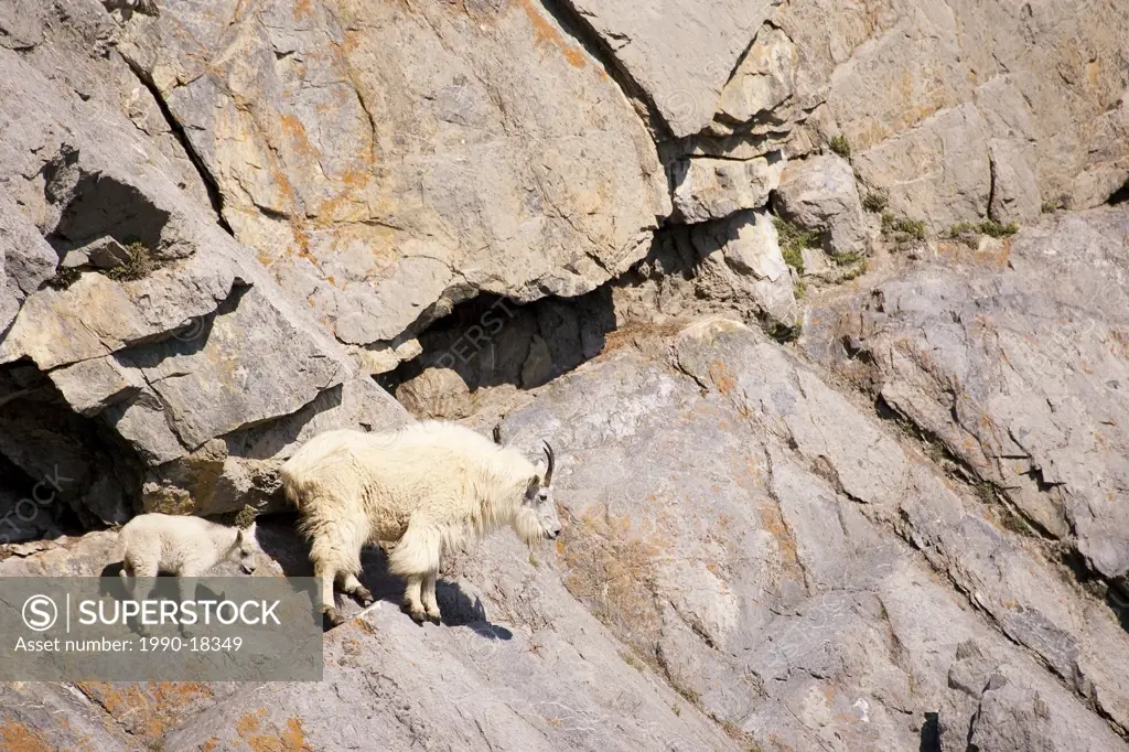 Mountain Goat oreamnos americanus, and kid standing ledge on steep mountain side.