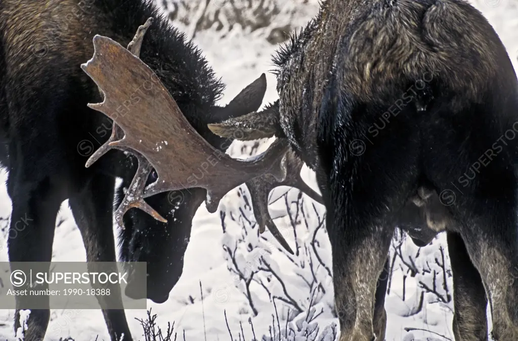 Two adult bull moose with their antlers locked in battle, Jasper National Park, Alberta, Canada.