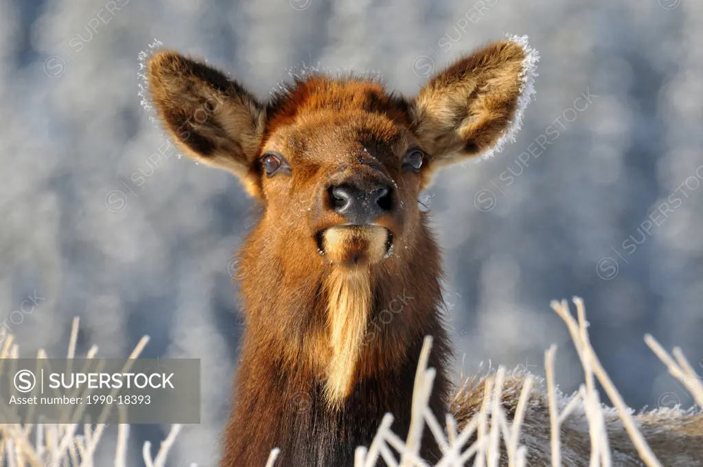 Curious Elk cow with frost crystals on her coat