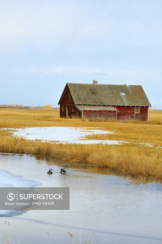 An old red barn sits abandoned on the prairie farmland of rural Alberta being warmed by the spring sunlight as two Canada geese swim in the stock pond...
