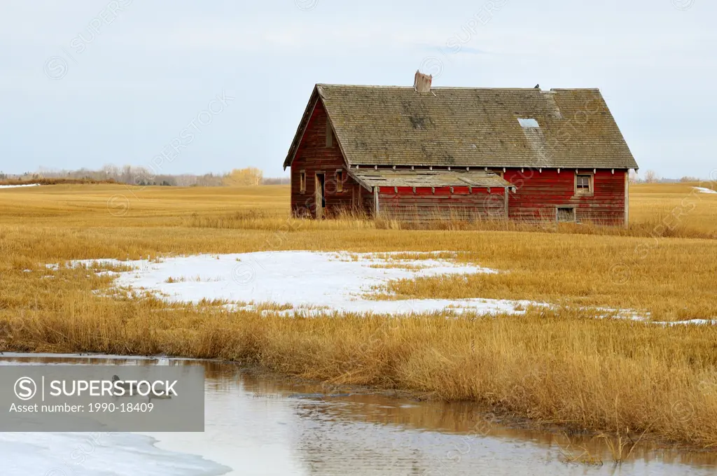An old red barn sits abandoned on the prairie farmland of rural Alberta being warmed by the spring sunlight as two Canada geese swim in the stock pond...