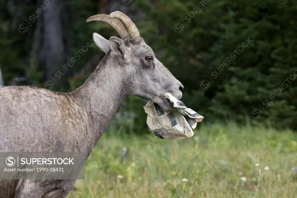 Bighorn sheep Ovis canadensis, ewe eating discarded newspaper, Red Rock Canyon parking lot, Waterton Lakes National Park, Alberta. Eating garbage can ...