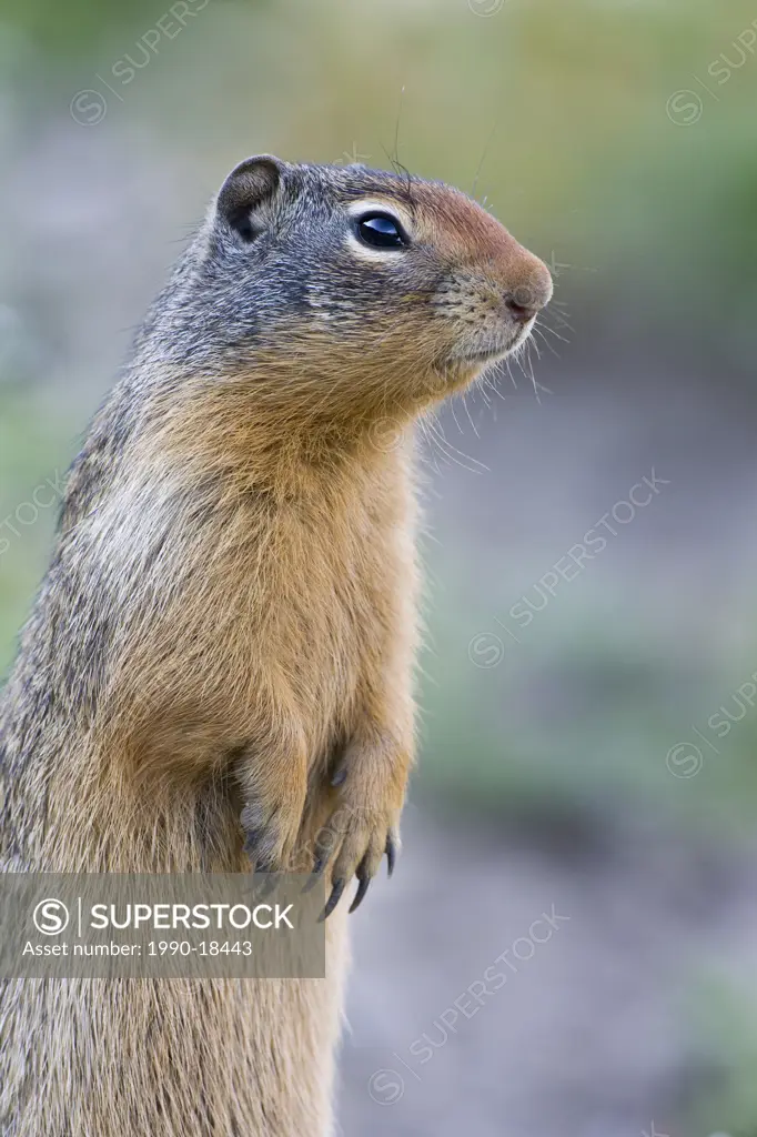 Columbian ground squirrel Spermophilus columbianus, Glacier National Park, Montana, USA.