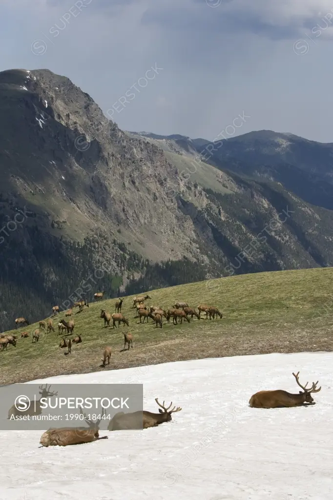 Elk Cervus canadensis, herd in the alpine, Rocky Mountain National Park, Colorado. The animals in the foreground are bulls bedded down in snow patch t...