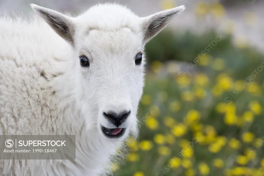 Mountain goat Oreamnos americanus, kid, Mount Evans Wilderness Area, Colorado, USA.