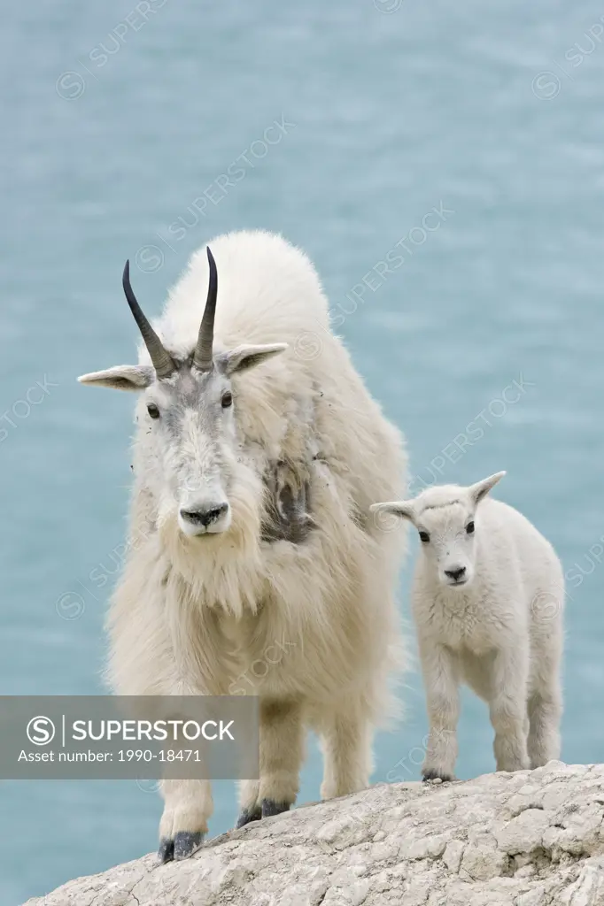 Mountain goat Oreamnos americanus, nanny and kid, overlooking the Athabasca River, Jasper National Park, Alberta, Canada.The nanny is shedding her win...