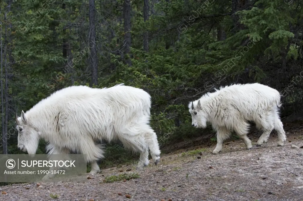 Mountain goat Oreamnos americanus, nanny anad yearling, Jasper National Park, Alberta, Canada.