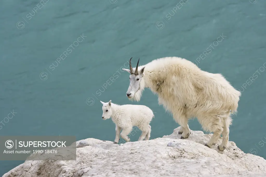 Mountain goat Oreamnos americanus, nanny and kid, overlooking the Athabasca River, Jasper National Park, Alberta, Canada.