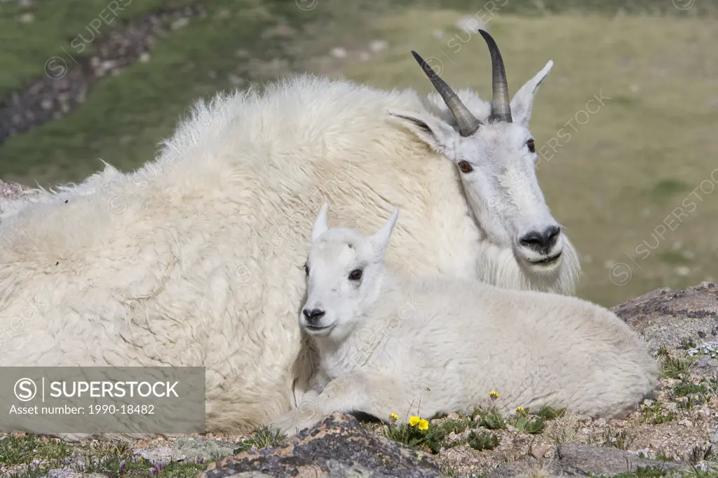 Mountain goat Oreamnos americanus, kid bedded down next to nanny, Mount Evans Wilderness Area, Colorado, USA. The nanny is shedding her winter coat.