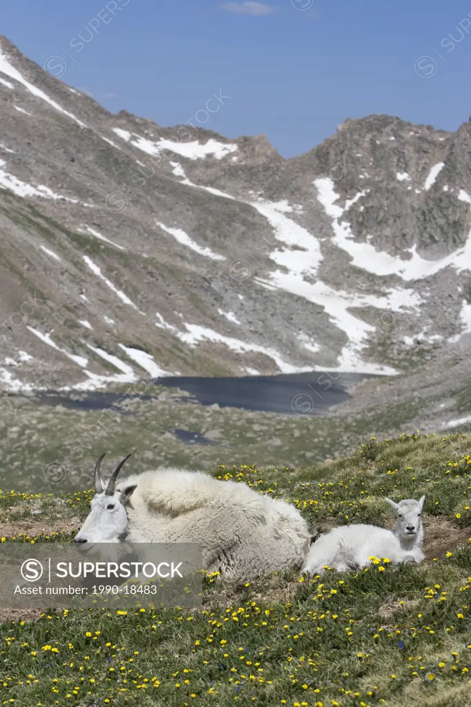 Mountain goat Oreamnos americanus, Mount Evans Wilderness Area, Colorado, USA.