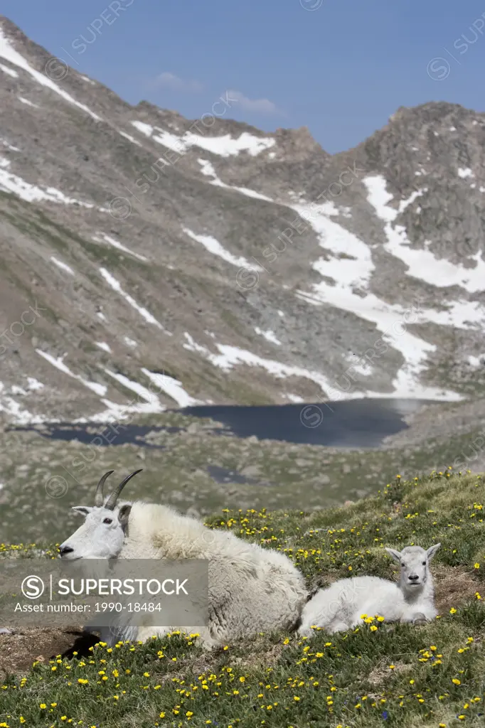 Mountain goat Oreamnos americanus, nanny and kid bedded down,overlooking Abyss Lake, Mount Evans Wilderness Area, Colorado, USA. The nanny is shedding...