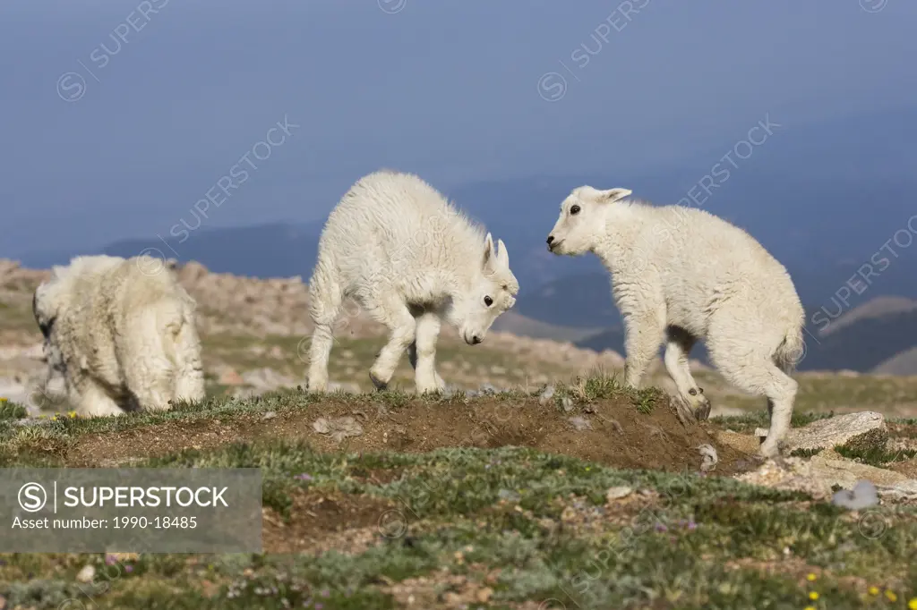 Mountain goat Oreamnos americanus, nanny and kids playing, Mount Evans Wilderness Area, Colorado, USA.