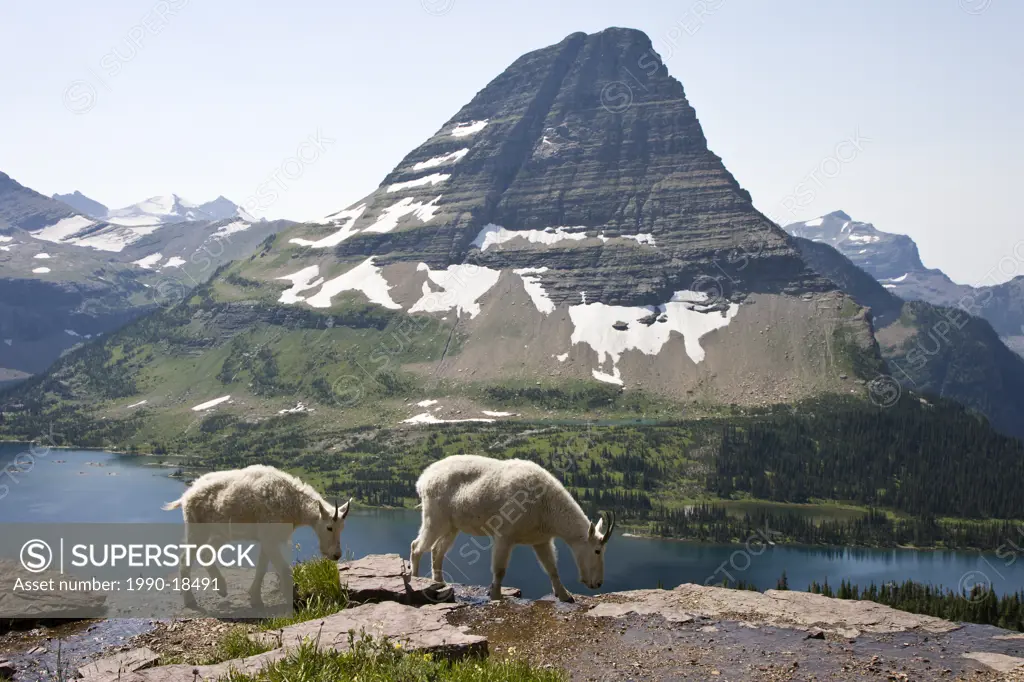 Mountain goat Oreamnos americanus, nanny and yearling, overlooking Hidden Lake and Bearhat Mountain, Glacier National Park, Montana, USA.