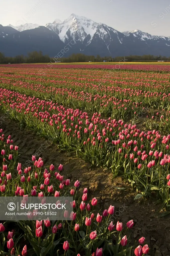 Tulips Tulipa gesneriana, near Agassiz, British Columbia.