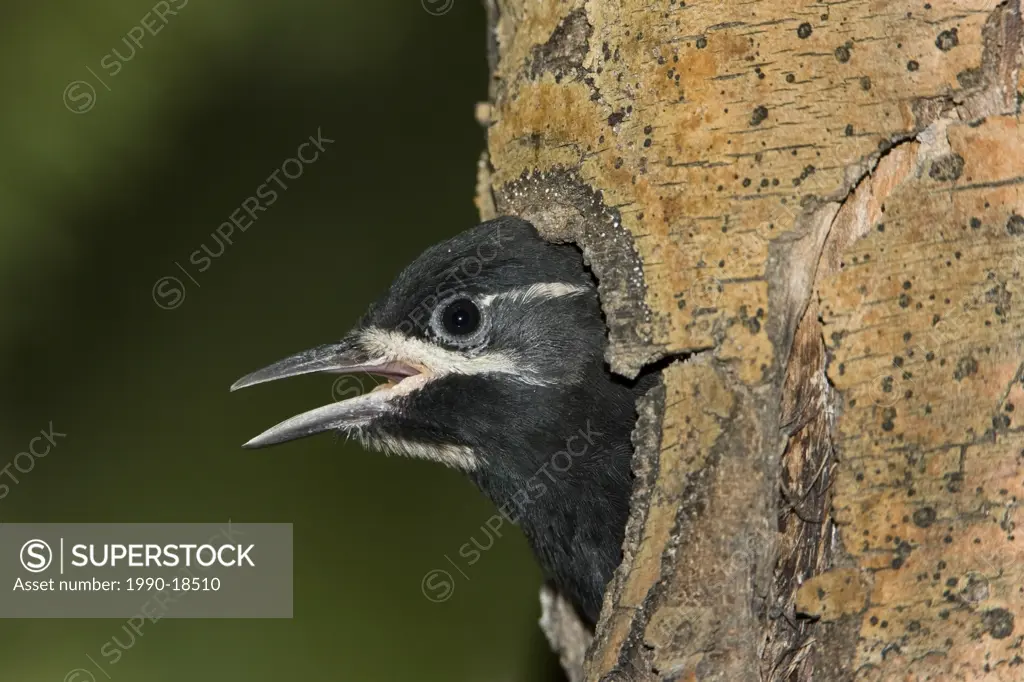 Williamson´s sapsucker Sphyrapicus thyroideus, male nestling in nest cavity, Ponder Pond Picnic Ground, Arapaho National Forest, Colorado. Unlike othe...