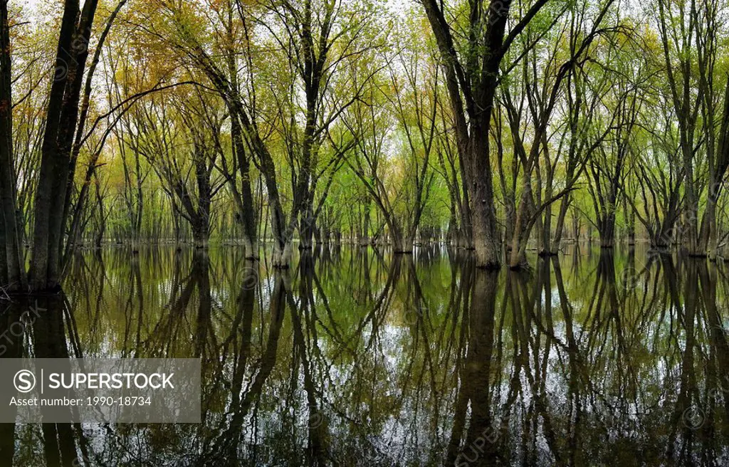 Spring flooding of Carolinian Forest at Nottawasaga River, Ontario, Canada