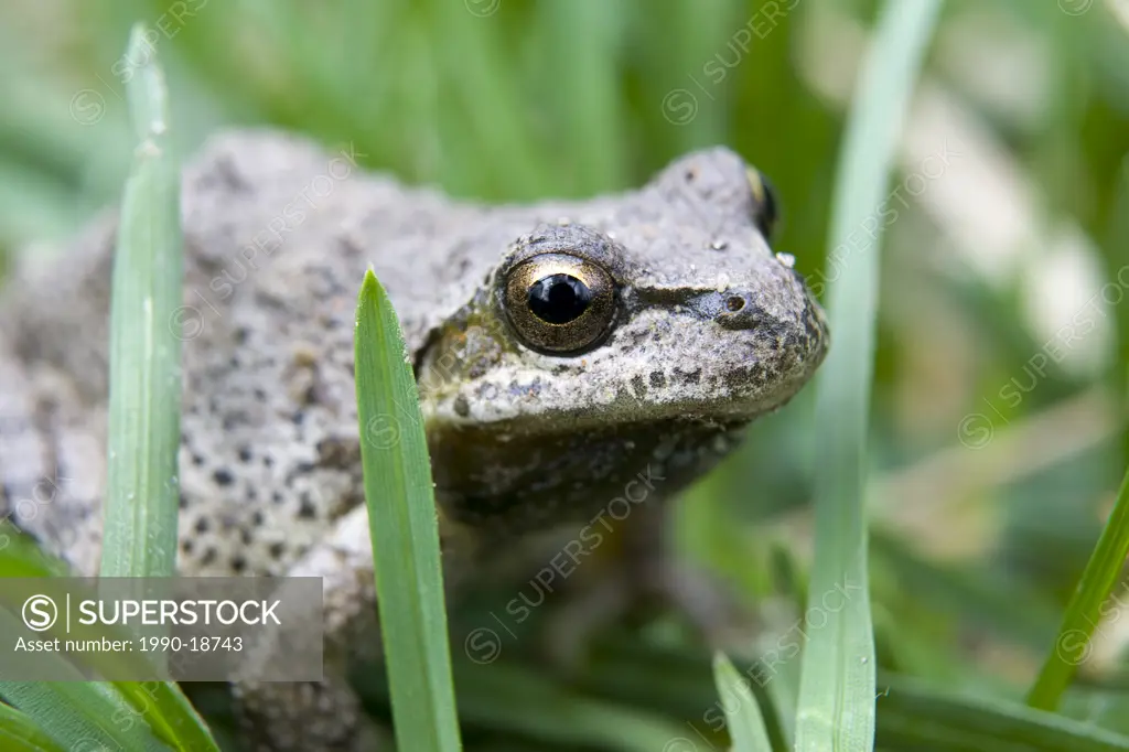 Western Toad Bufo boreas in grass