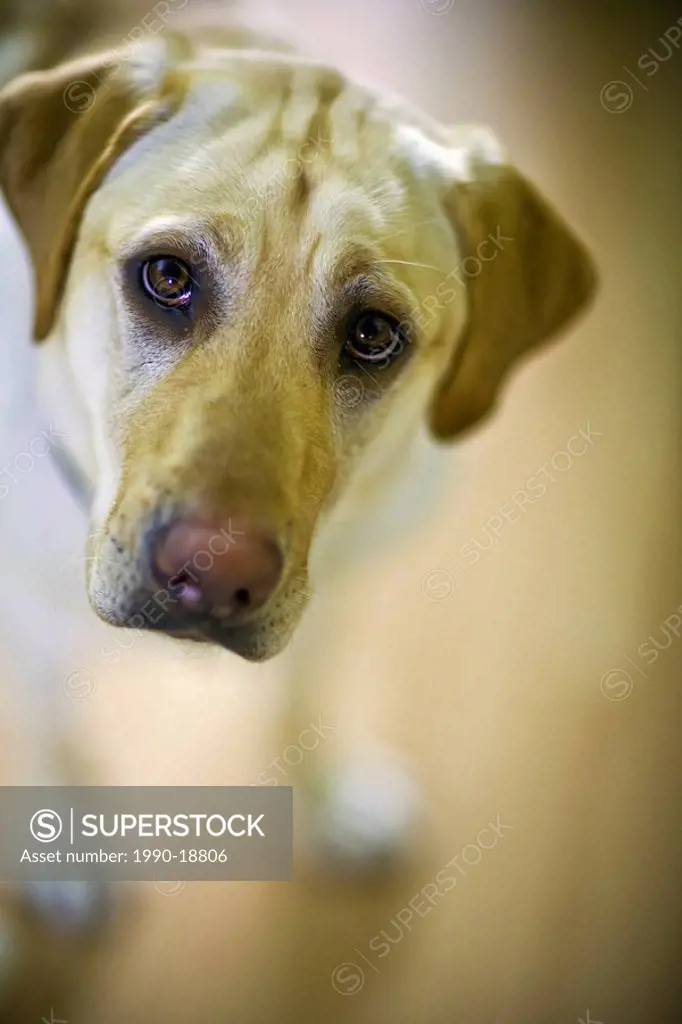 Yellow Labrador Retriever looking up at camera, Winnipeg, Manitoba, Canada