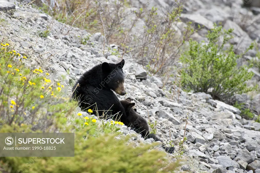 Black Bear sow suckling cubs on rocky mountainside.