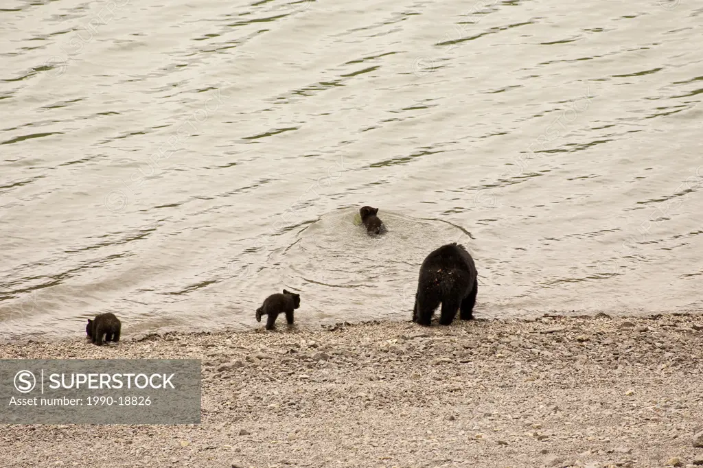 Black Bear sow with cubs swimming and drinking from lake.