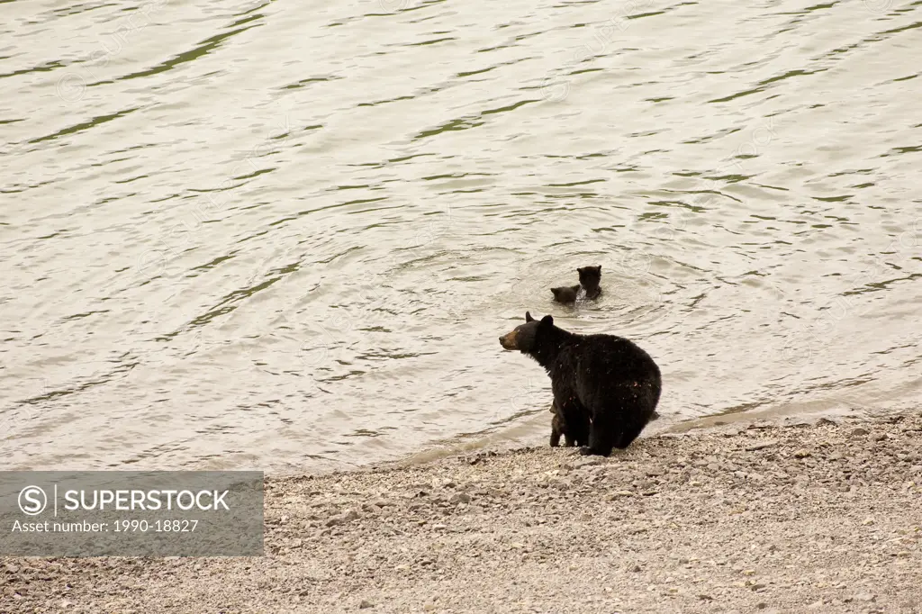 Black Bear sow with cubs swimming and drinking from lake.