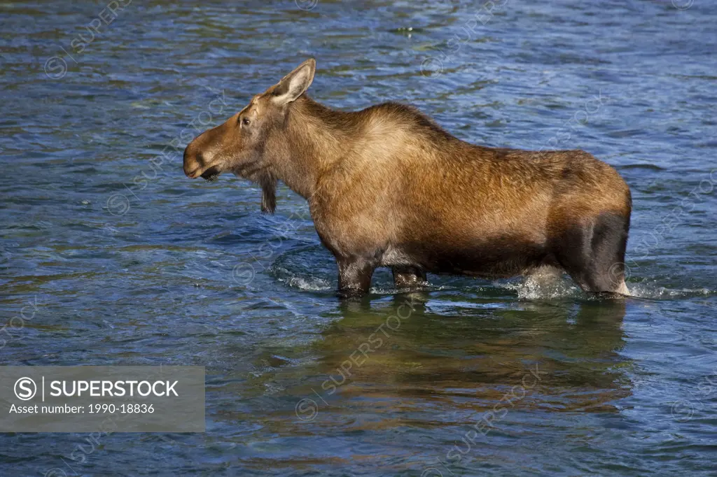 Moose crossing river