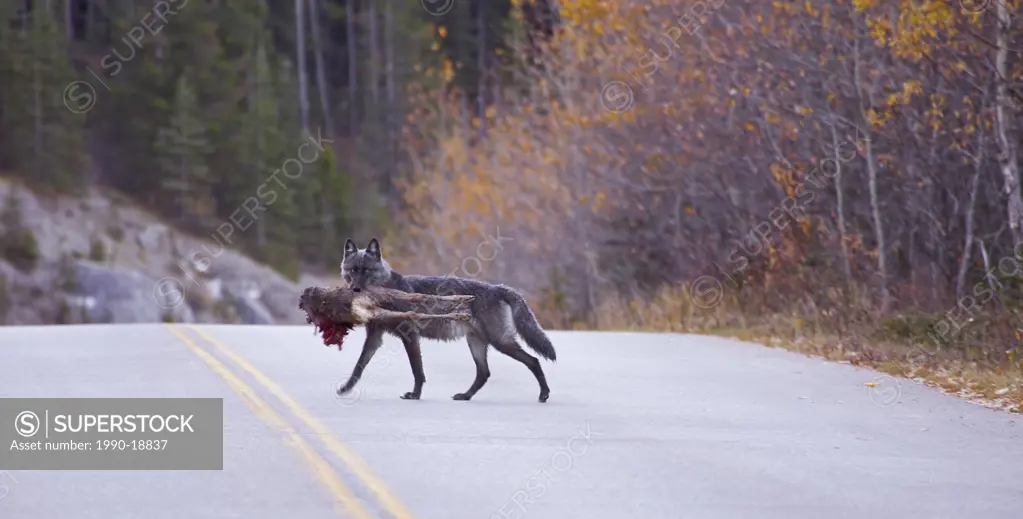 Gray wolf crossing highway carrying part of a dead animal in its mouth