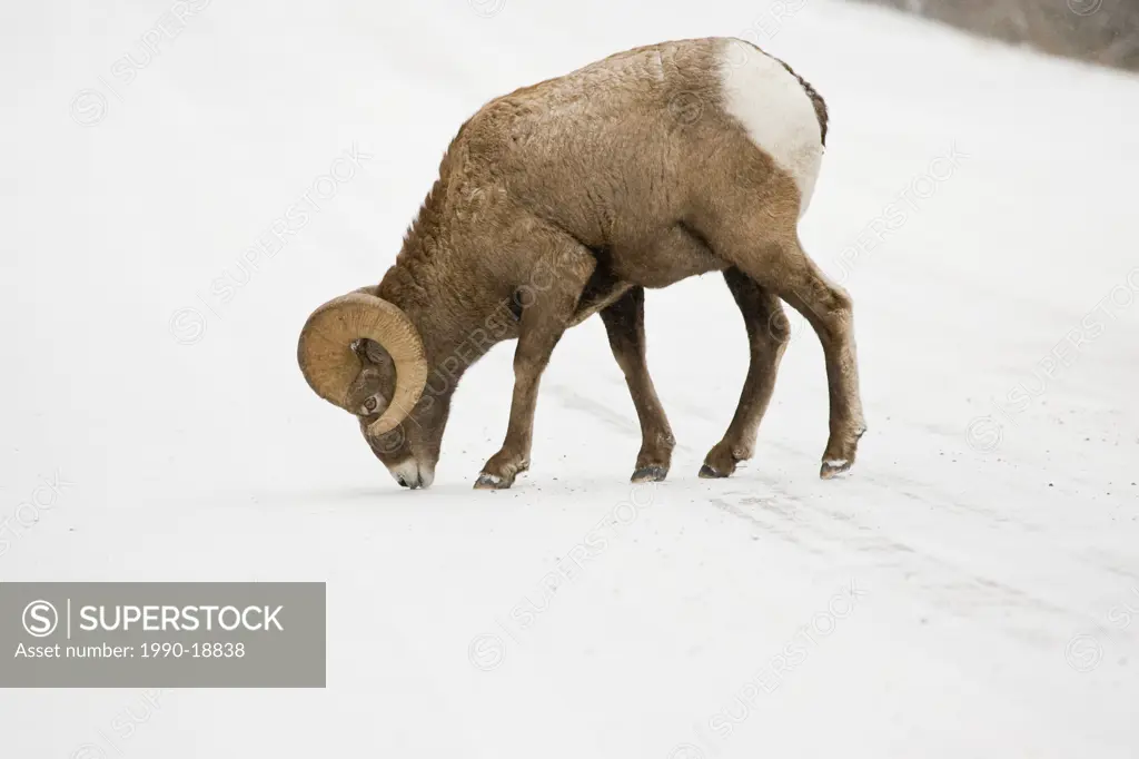 Bighorn Sheep grazing on snow covered field