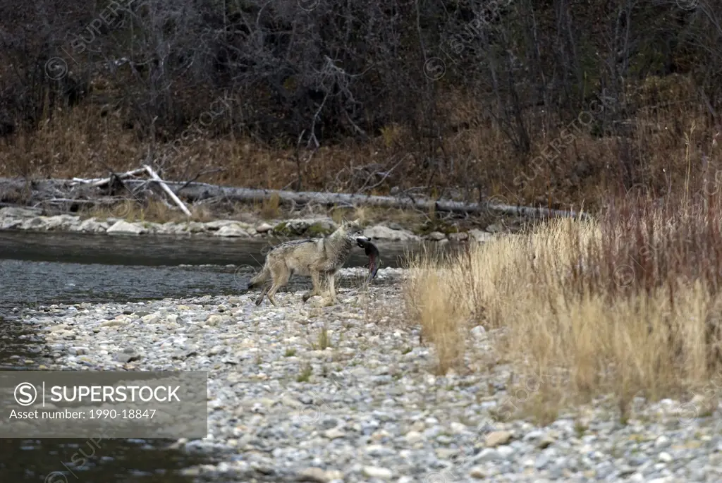 Wild Timber or Gray wolf Canis lupus on shoreline of Fishing Branch River carrying a chum or dog salmon into the woods. Yukon Territory, Canada