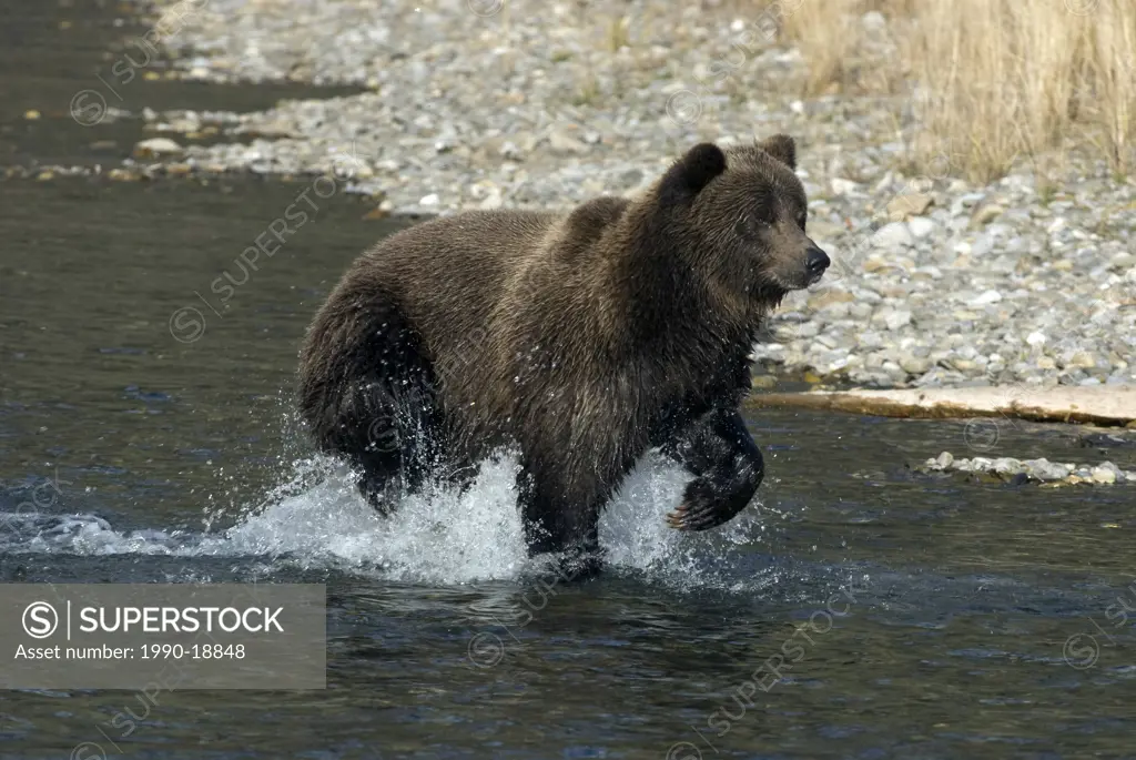 Wild Grizzly bear running after a salmon in Fishing Branch River. Ursus arctos.Fishing Branch NiÕiinliiÕnjik Park. Yukon Territory. Canada.