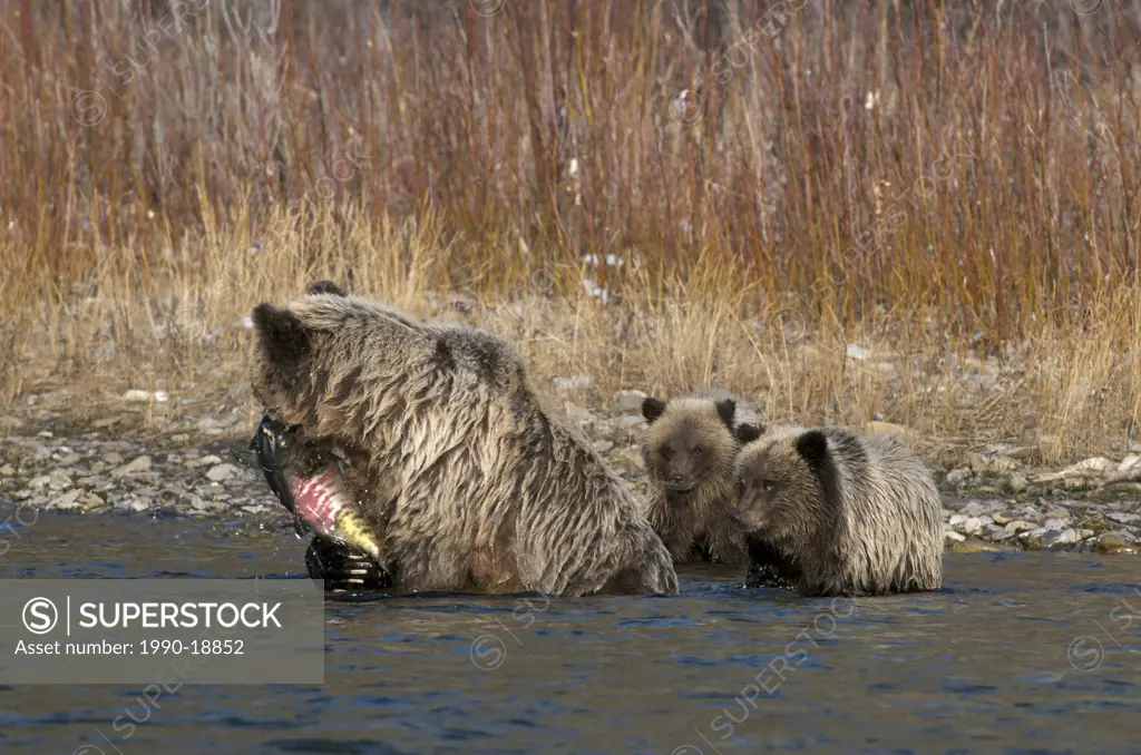 Grizzly Bear Ursus arctos mother with Chum Salmon in her mouth, and 2nd Year Cubs. Fishing Branch River, Ni´iinlii Njik Ecological Reserve, Yukon Terr...