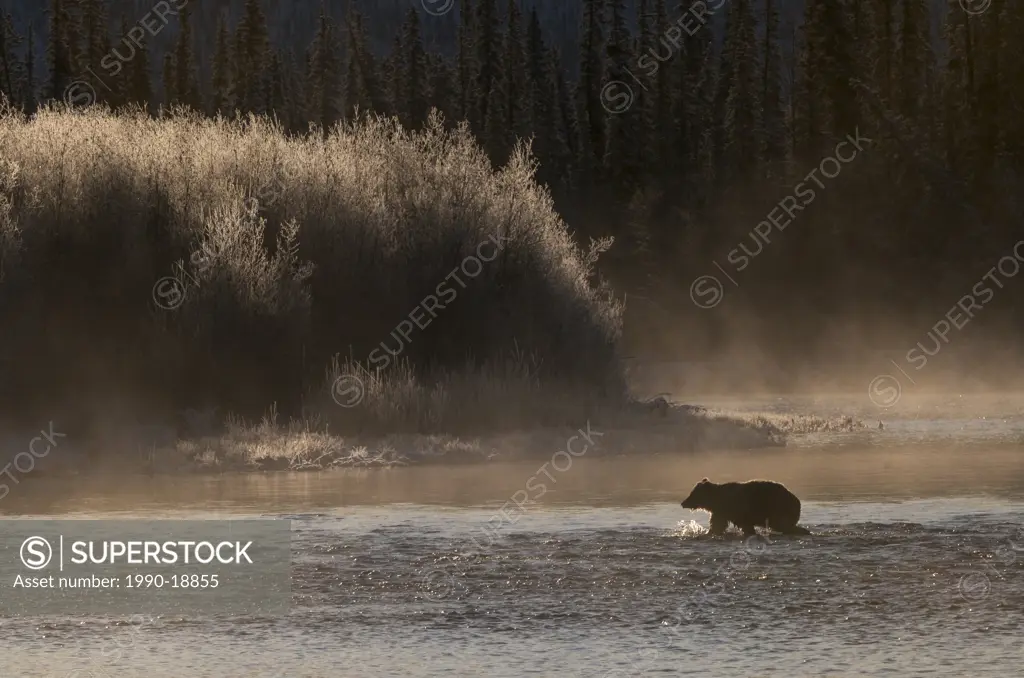 Grizzly Bear Ursus arctos crossing Fishing Branch River, Ni´iinlii Njik Ecological Reserve, Yukon Territory, Canada