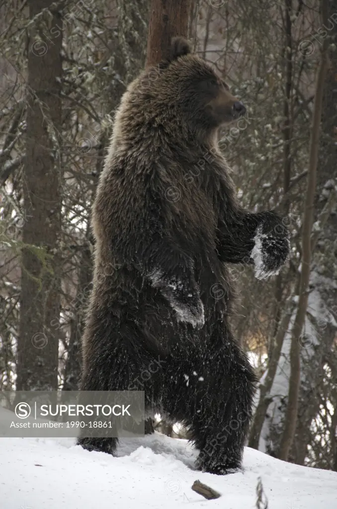 Grizzly Bear Ursus arctos rubbing against a tree trunk to deposit/acquire scent. Fishing Branch River, Ni´iinlii Njik Ecological Reserve, Yukon Territ...