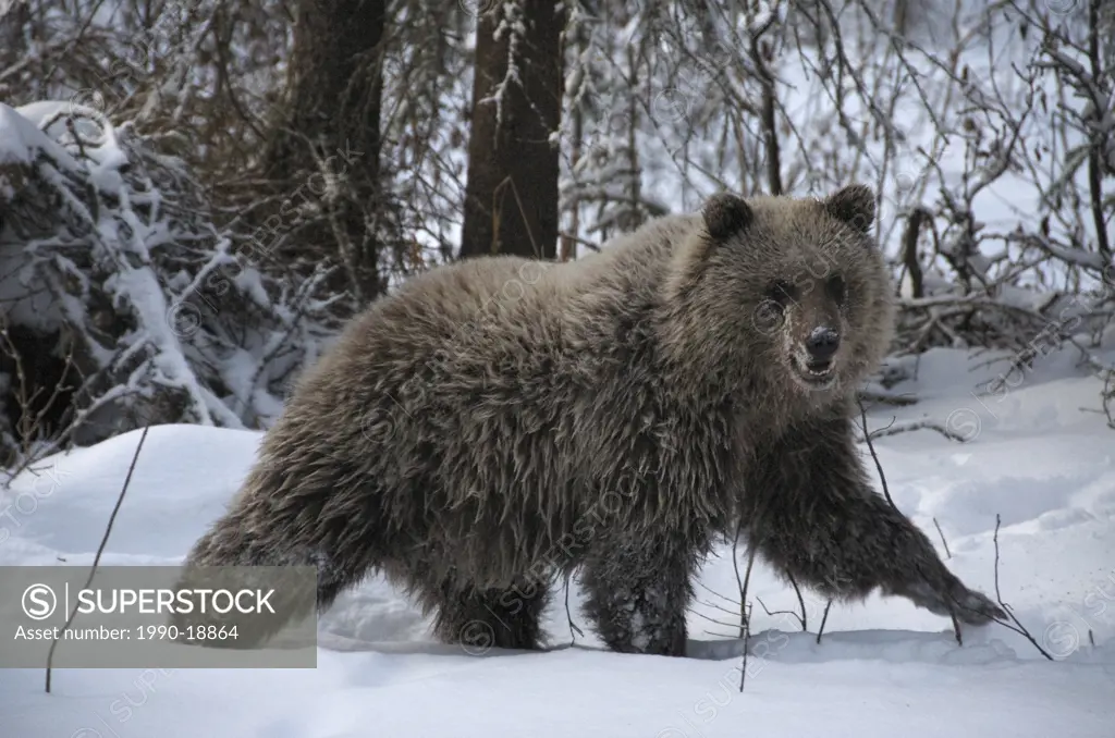 Grizzly Bear Ursus arctos in winter. Fishing Branch River, Ni´iinlii Njik Ecological Reserve, Yukon Territory, Canada