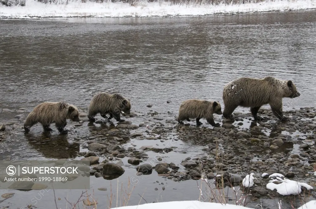 Grizzly Bear Ursus arctos sow and 1st year cubs. Fishing Branch River, Ni´iinlii Njik Ecological Reserve, Yukon Territory, Canada