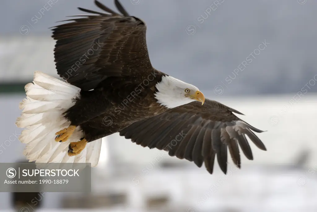 Bald Eagle Haliaeetus leucocephalus flying, Homer, Alaska, USA