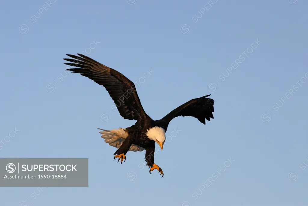 Bald Eagle Haliaeetus leucocephalus in flight with talons extended, Homer, Alaska, USA